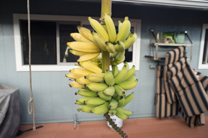 Apple bananas, grown in the backyard.